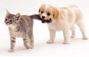 kitten puppies, котенок и щенок