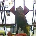 Bull caught on CCTV in supermarket (Система охранного видеонаблюдения в супермаркете засняла быка)