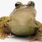 Britain’s weirdest phobias include a fear of peas and kneecaps (Самые странные фобии Британцев включают боязнь гороха и коленных чашечек)