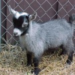 Nigerian police hold ‘magic’ goat over attempted car theft (Нигерийская полиция задержала “магическую” козу при попытке угона машины)