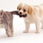 Cat owners ‘more educated than dog owners’ (Владельцы кошек более образованны, чем владельцы собак)
