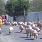 Pigs escape when lorry crashes yards from slaughterhouse (Свиньи сбежали во время аварии грузовика в несколько ярдах от скотобойни)